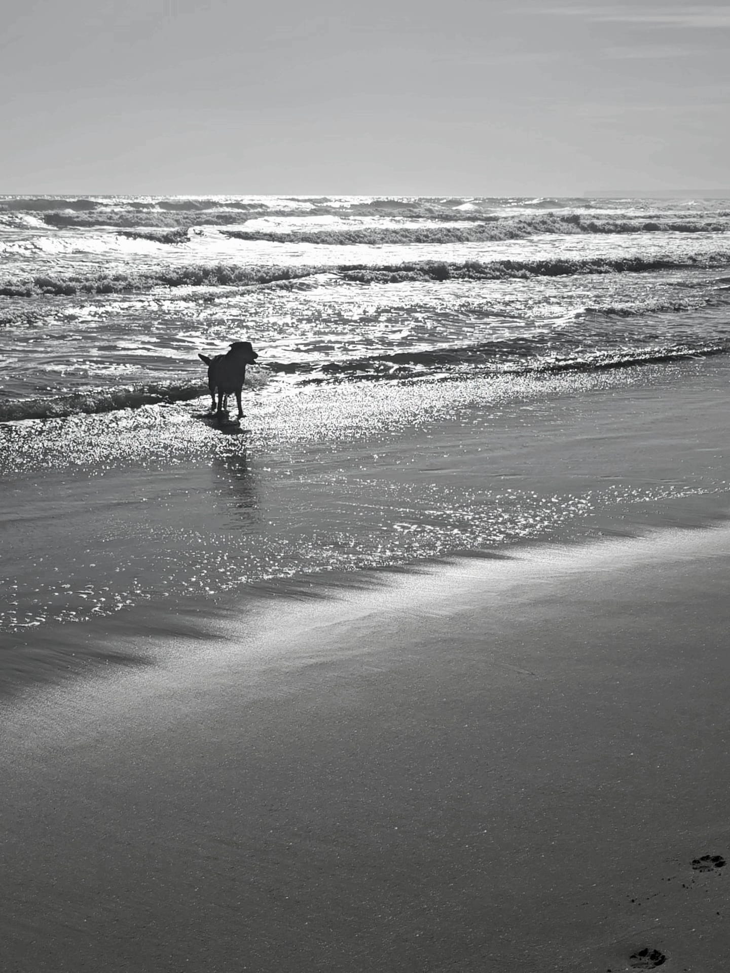 port-la-nouvelle chien plage